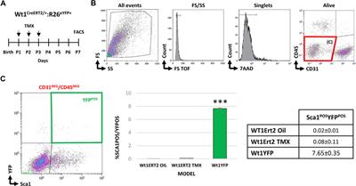 Dynamic Epicardial Contribution to Cardiac Interstitial c-Kit and Sca1 Cellular Fractions